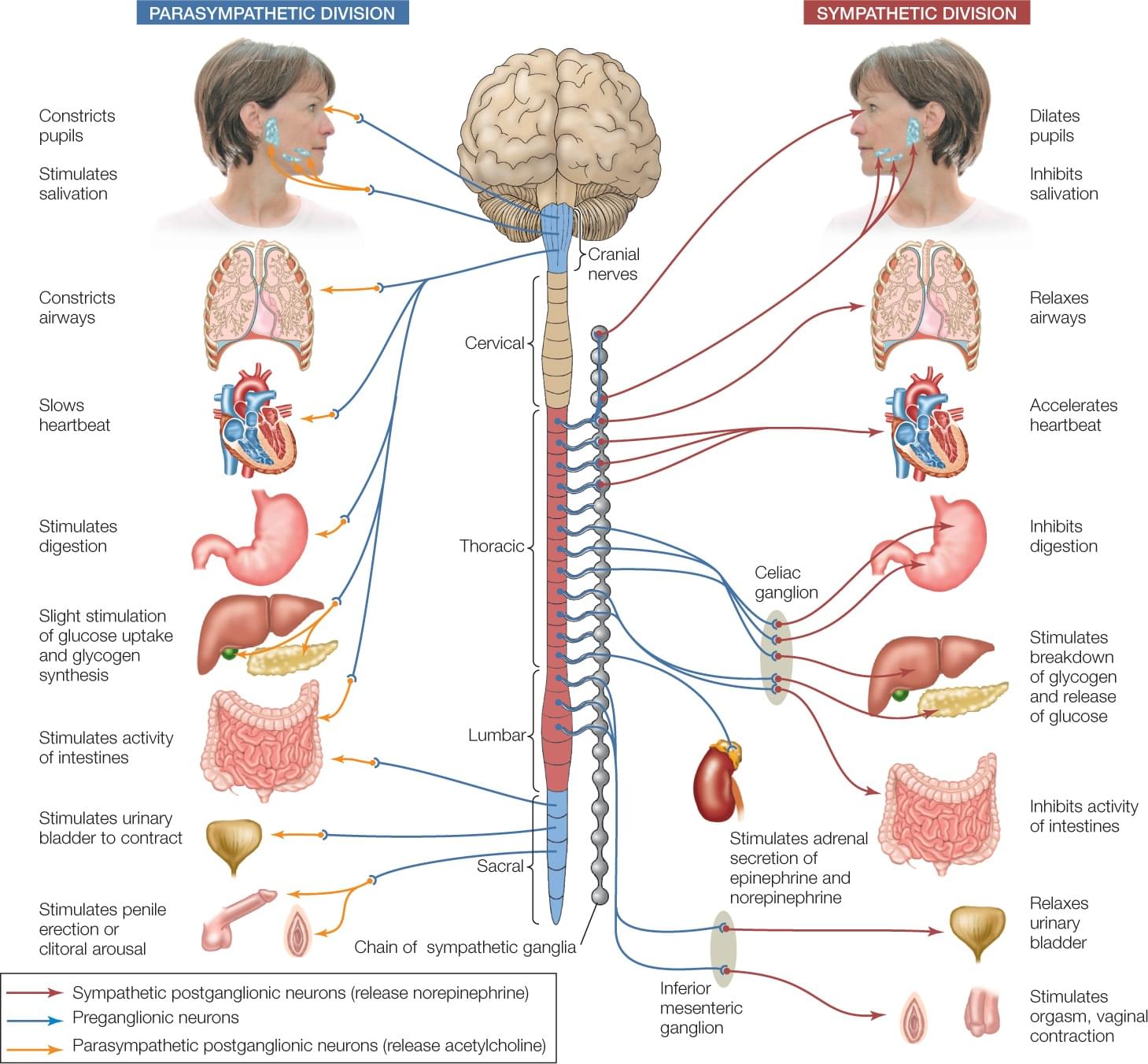 Parasympathetic Activation