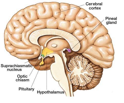How to Decalcify Your Pineal Gland