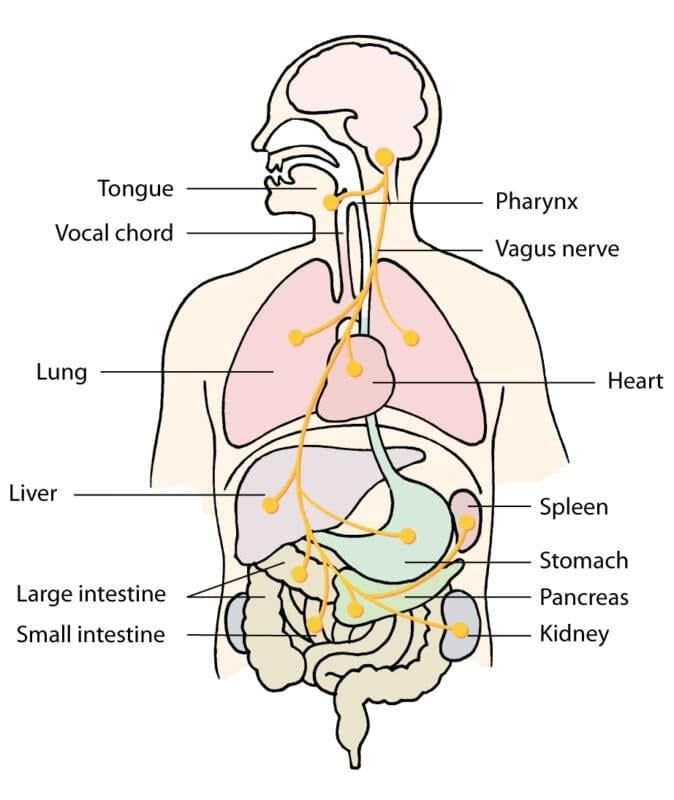 Labeled diagram of the vagus nerve branching from the brainstem to the tongue, pharynx, vocal cords, lungs, heart, liver, spleen, stomach, pancreas, kidney, and intestines