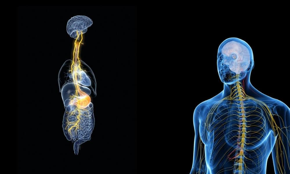 3D anatomical rendering of the vagus nerve glowing as it travels from the brain past the heart and lungs down to the stomach and intestines