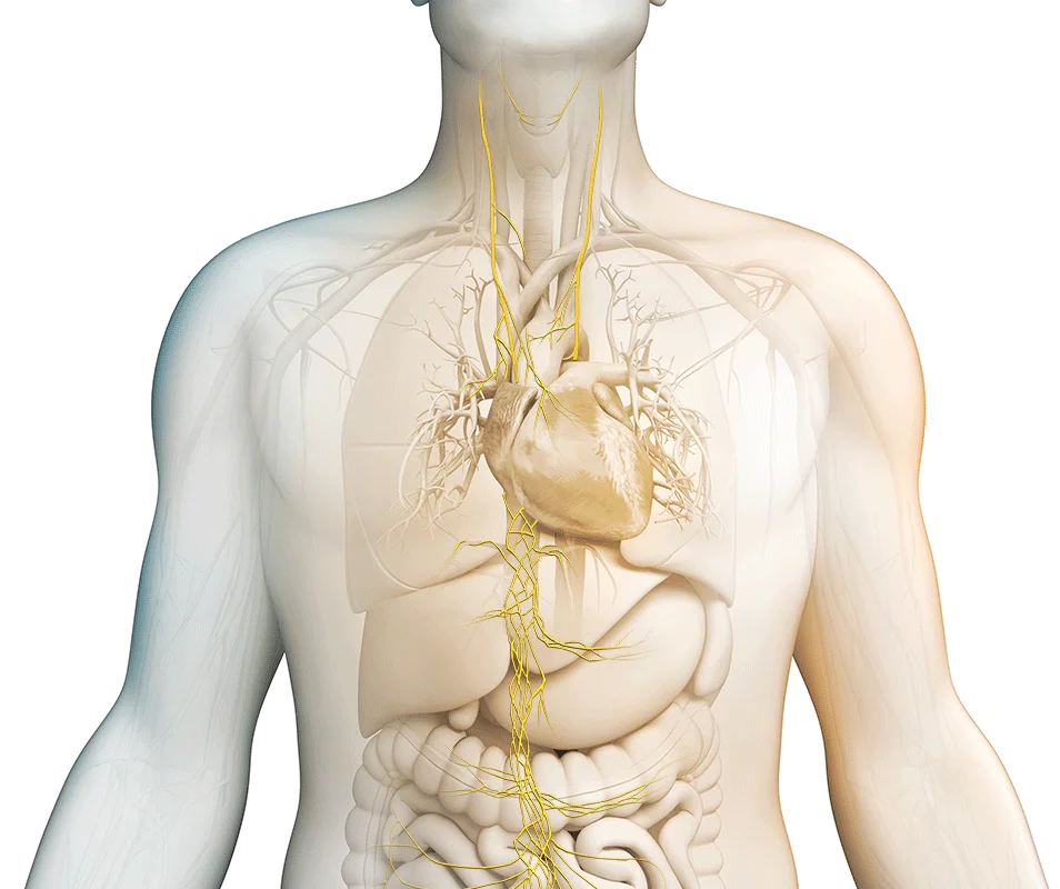 Body diagram showing vagus nerve pathway through torso