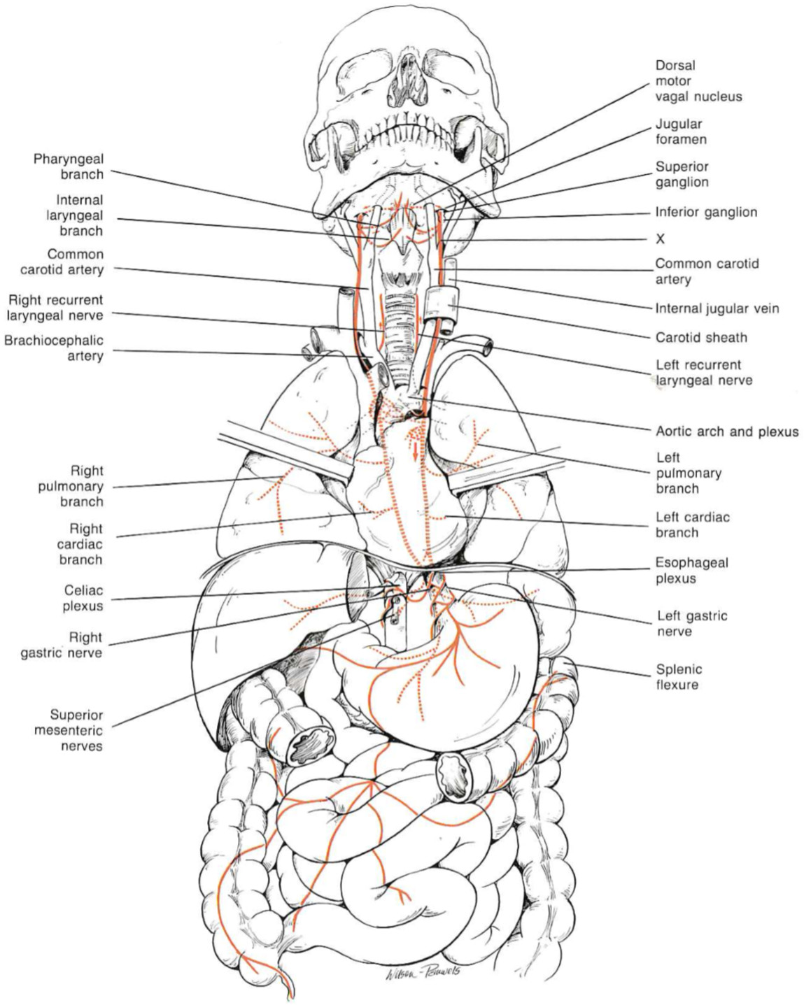 Detailed anatomical diagram of the vagus nerve from brainstem to gut