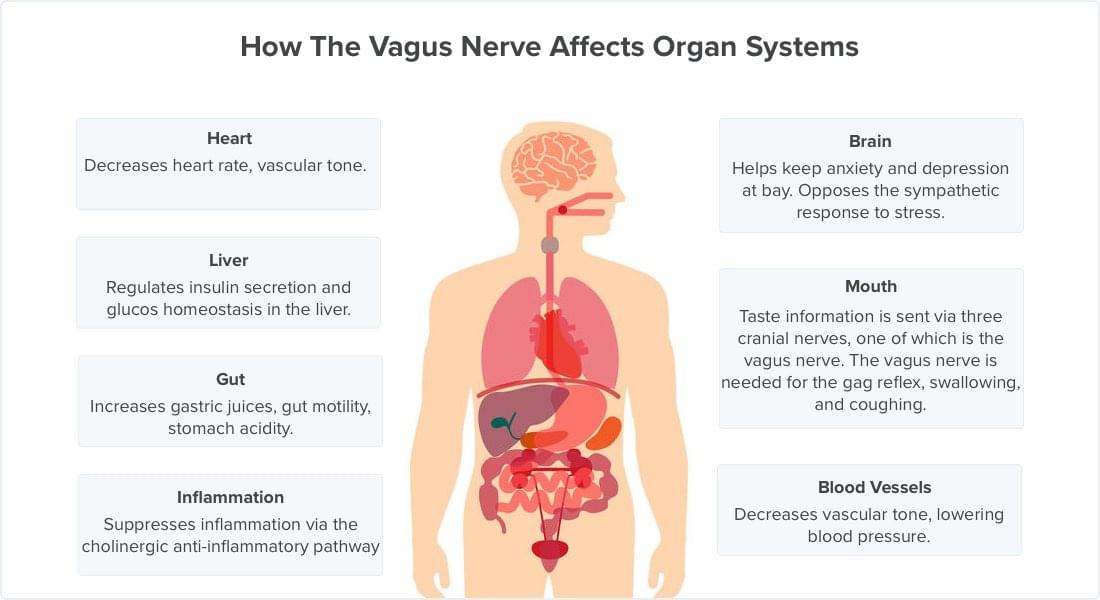 Vagus Nerve Symptoms by Organ System