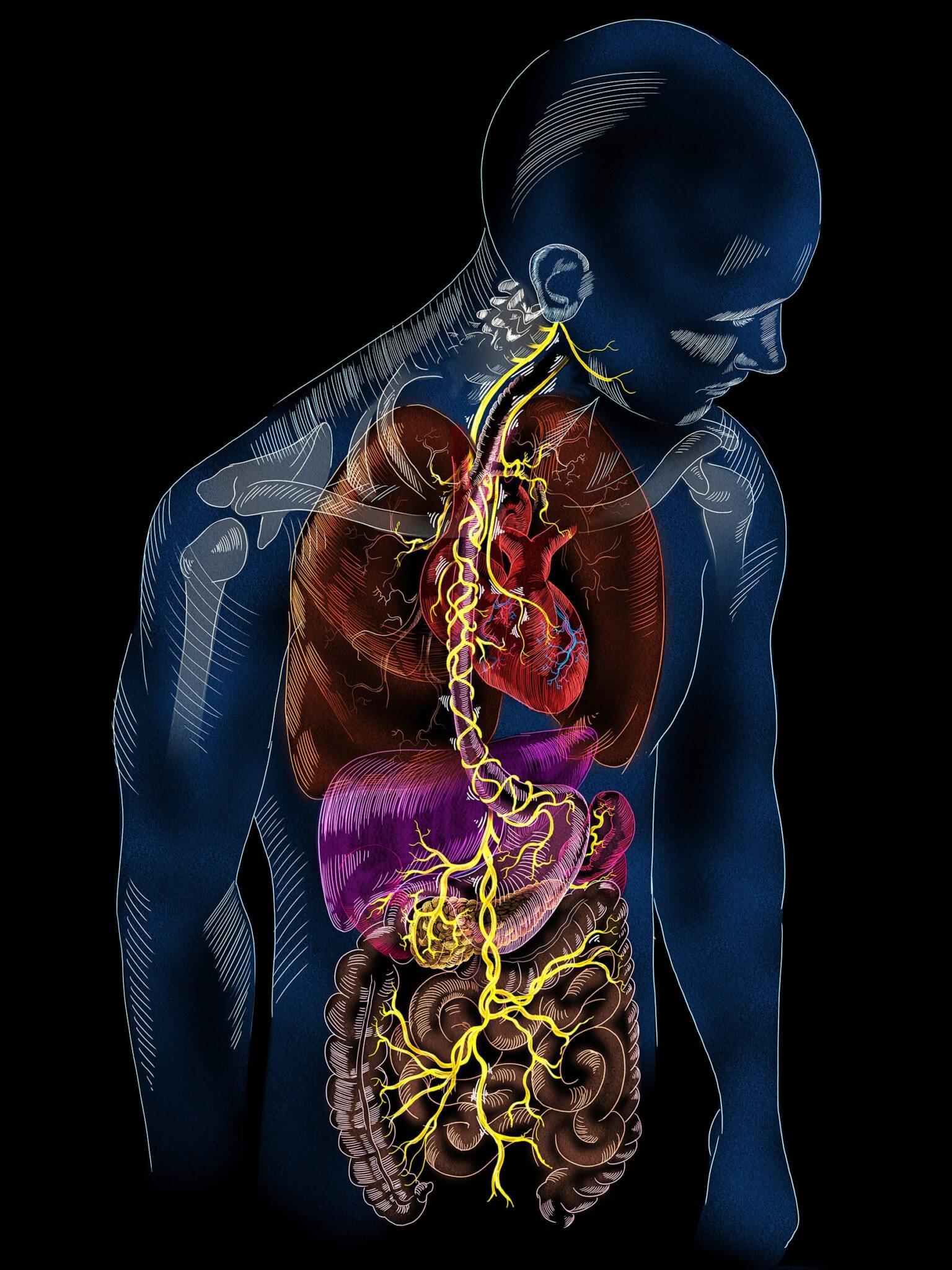 Vagus Nerve Head Anatomy